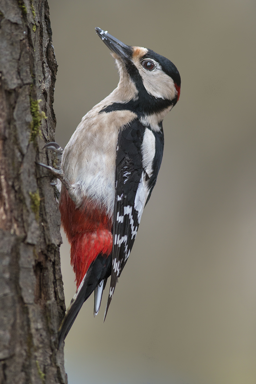 Picchio rosso maggiore di primo mattino