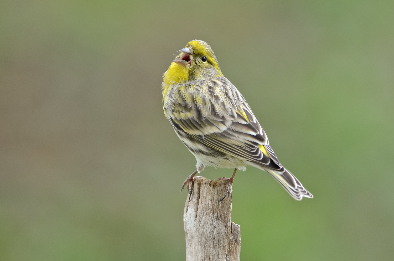 Il richiamo del verzellino