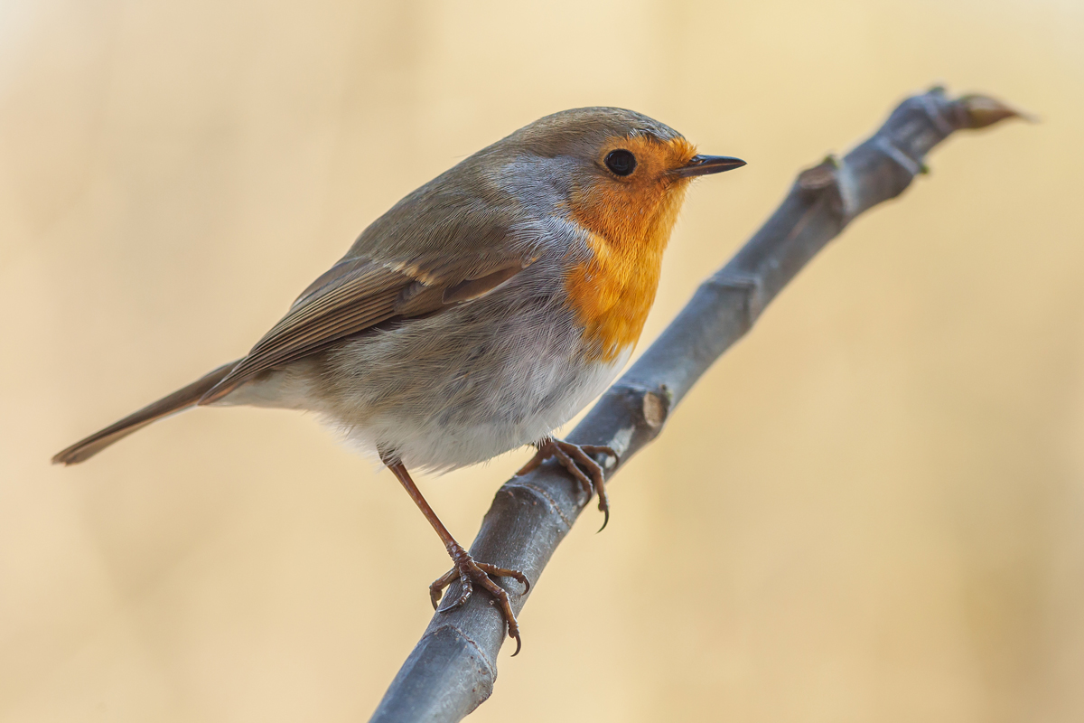 Pettirosso (Erithacus rubecula)
