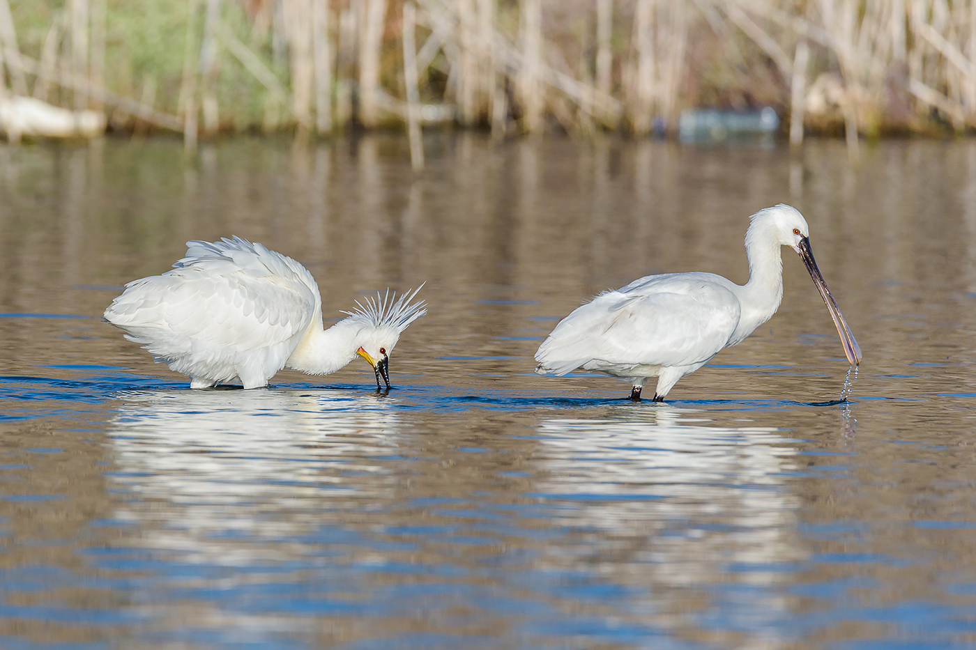 Occhio alle anguille.... sono elettriche!