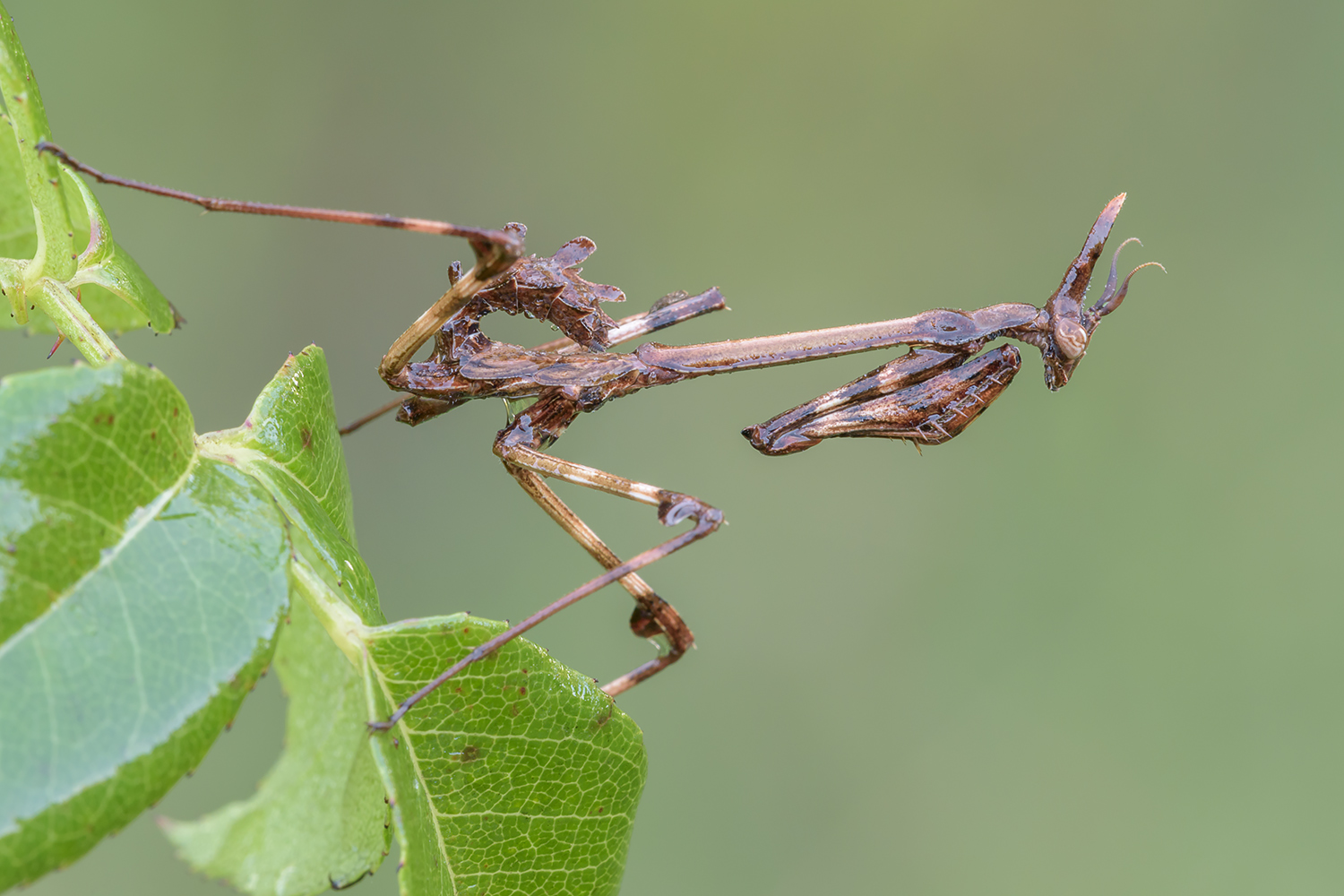 Empusa pennata