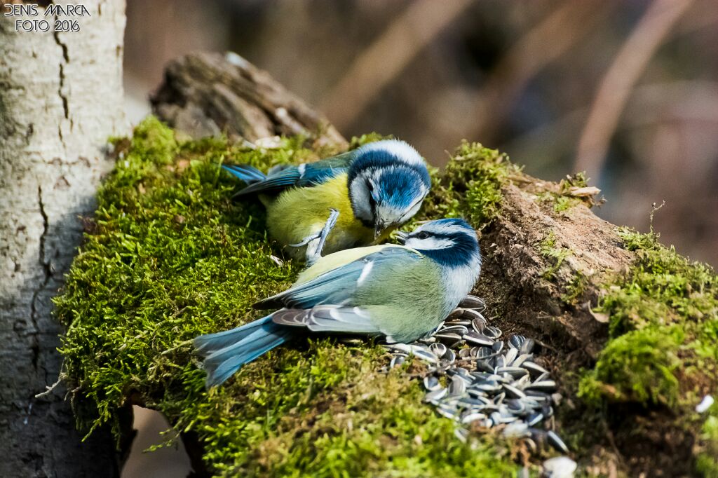 la lite continua  altro che San valentino
