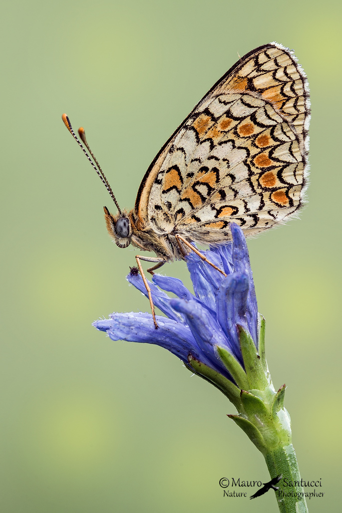 Melitaea phoebe_Denis & Schiffermuller, 1775