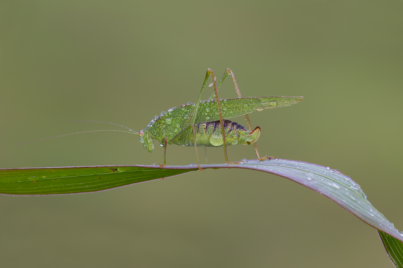 Tettigonia viridissima (Tettigoniidae)
