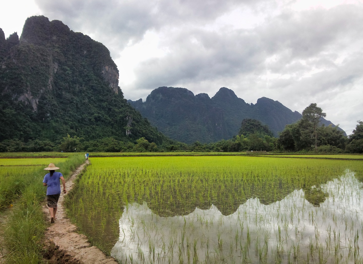 Campo di riso col campo di riso