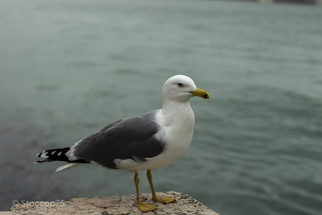 I padroni di Piazza San Marco