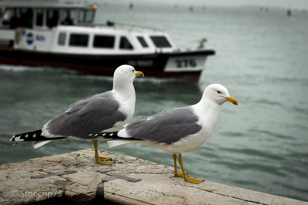 I padroni di Piazza San Marco