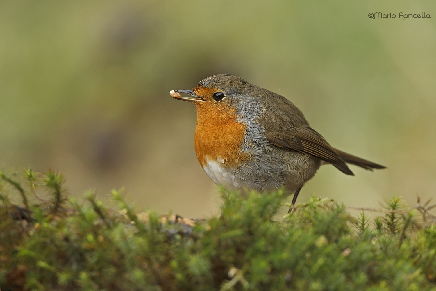 IL mio amico Pettirosso