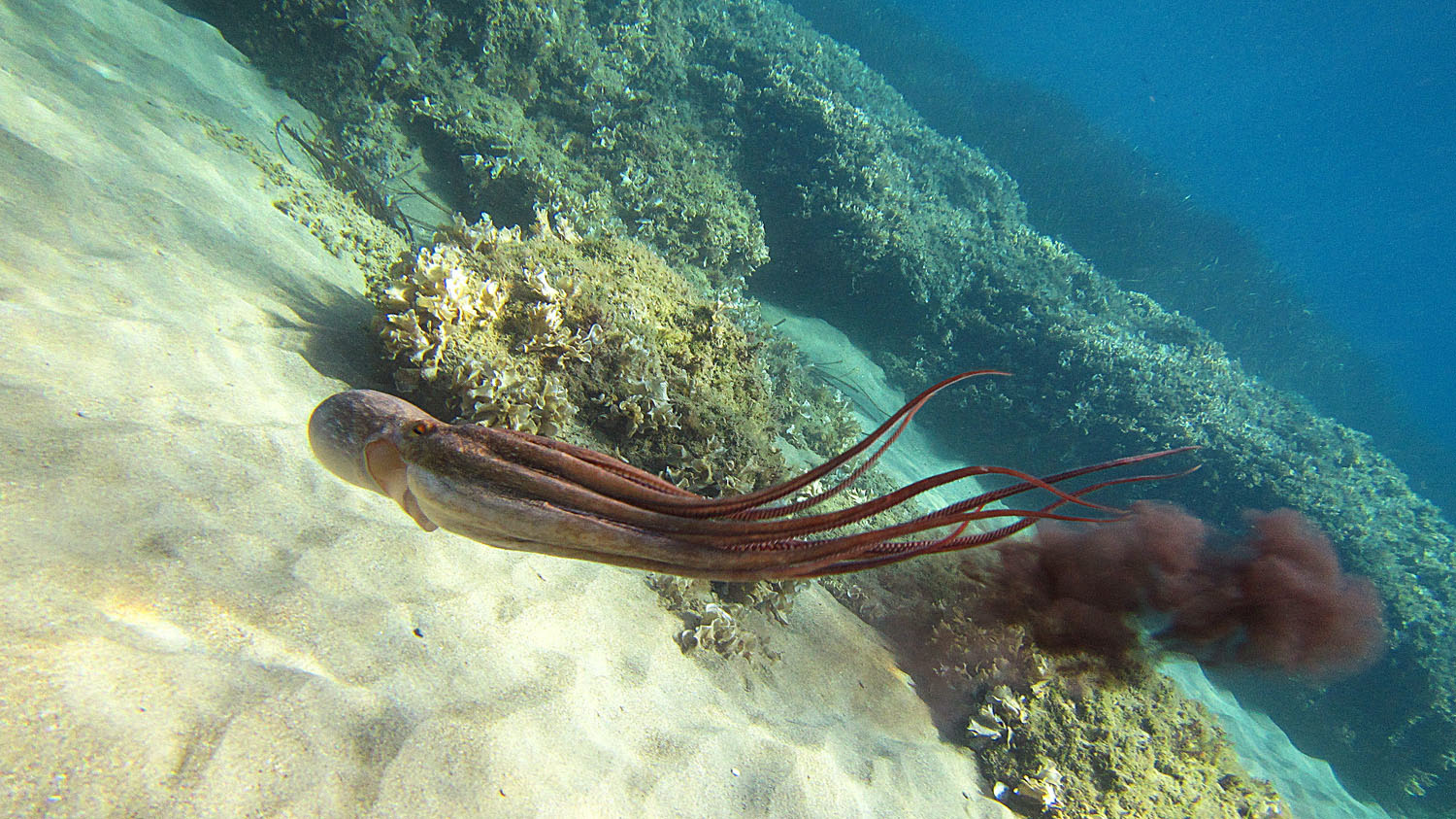 Rincorrendo un polpo...