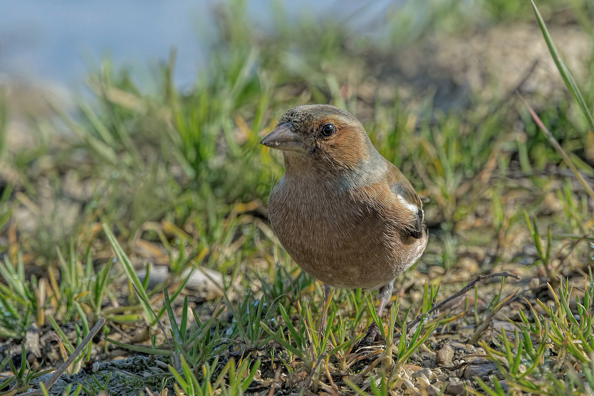 Fringuello (Fringilla coelebs)