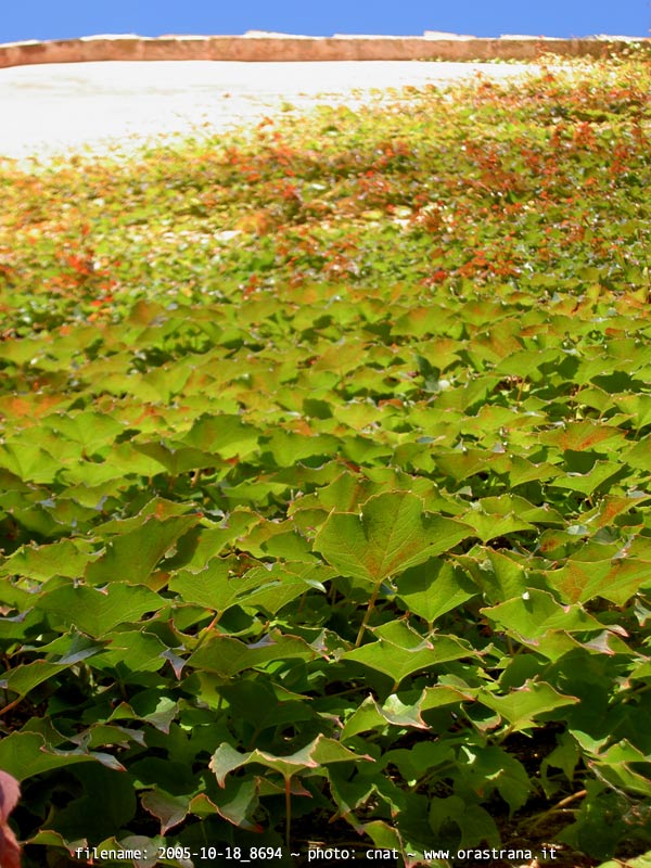 2005-10-18_8694 - sant'agnul�ttu