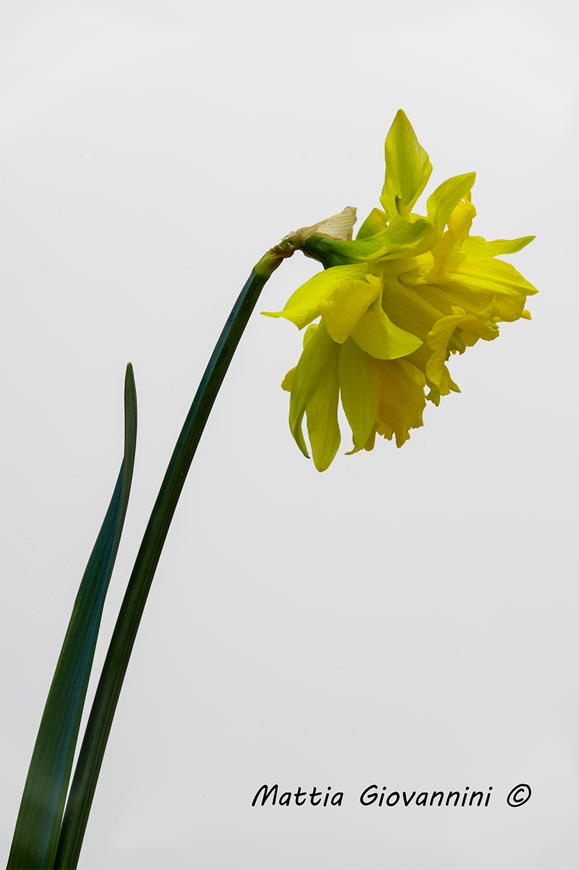 Narcissus Cultivar