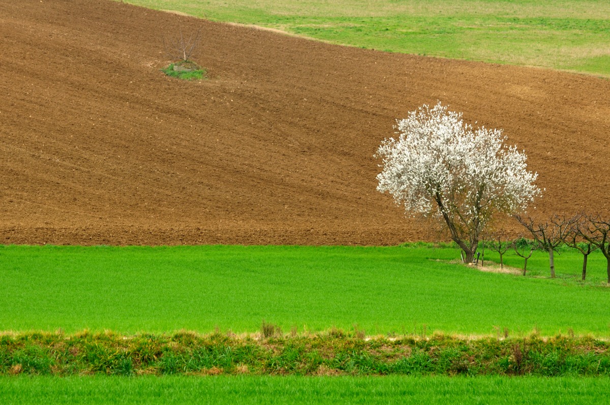 Primavera anticipata