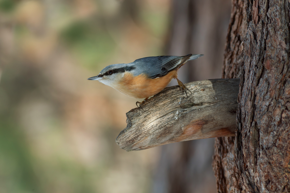 Picchio muratore (Sitta europaea)