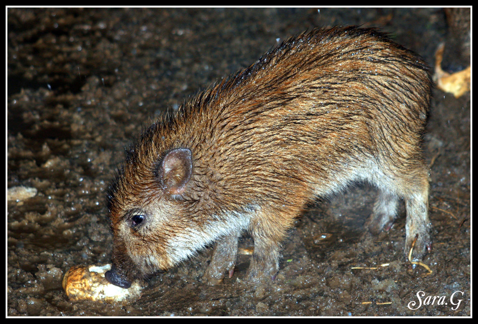 cucciolo di cinghiale