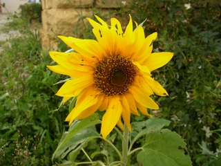 Girasole