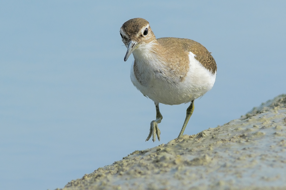 Piro piro piccolo (Actitis hypoleucos)