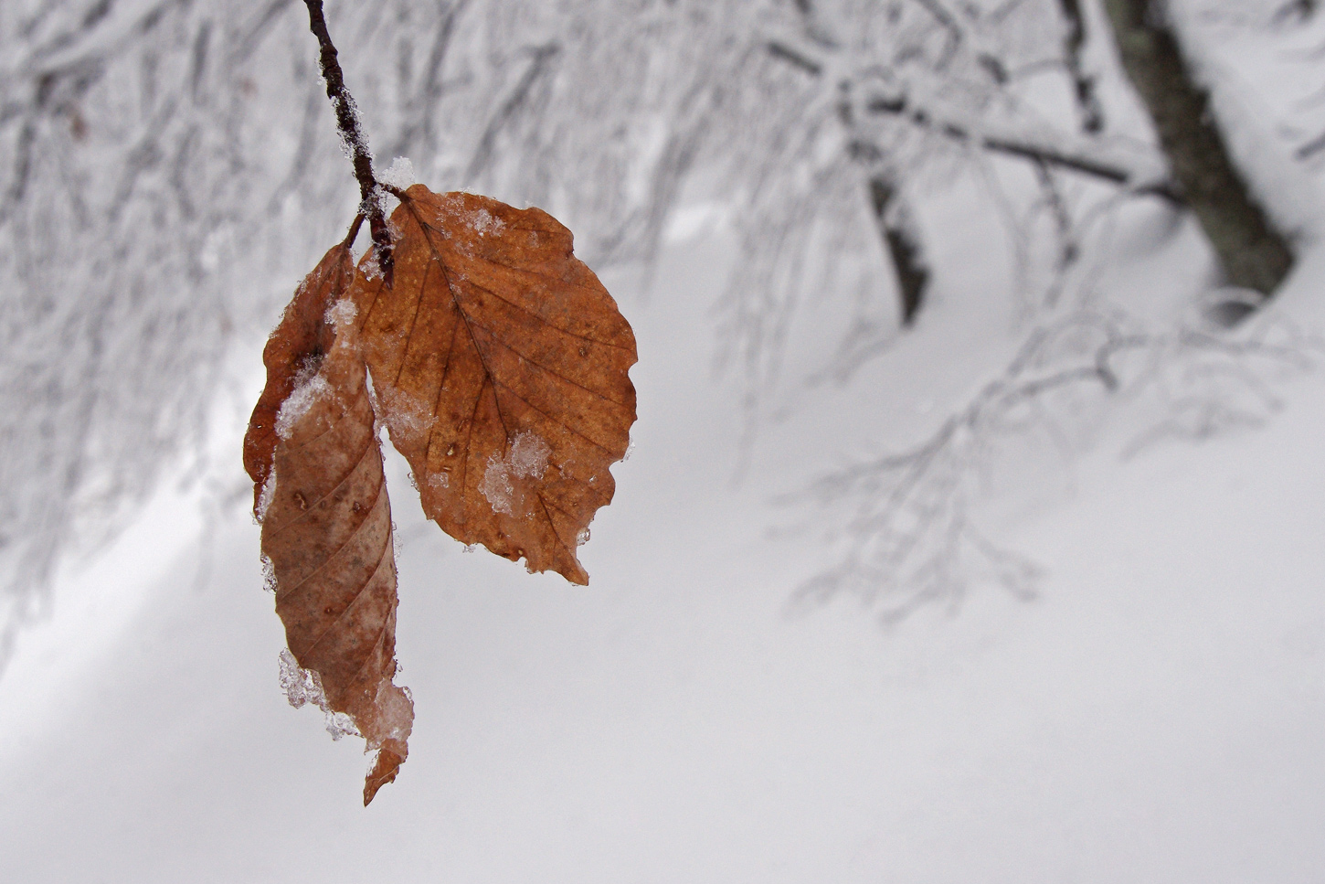 Nel bosco innevato