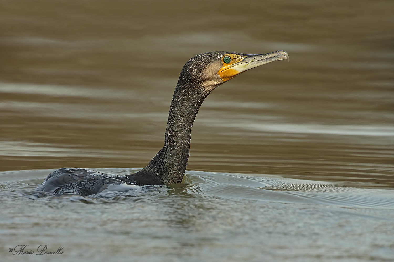 Cormorano