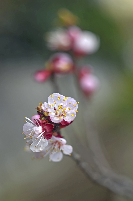 Preludio di primavera