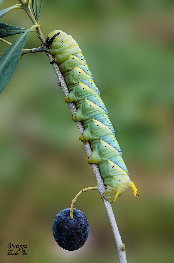 Acherontia Atropos