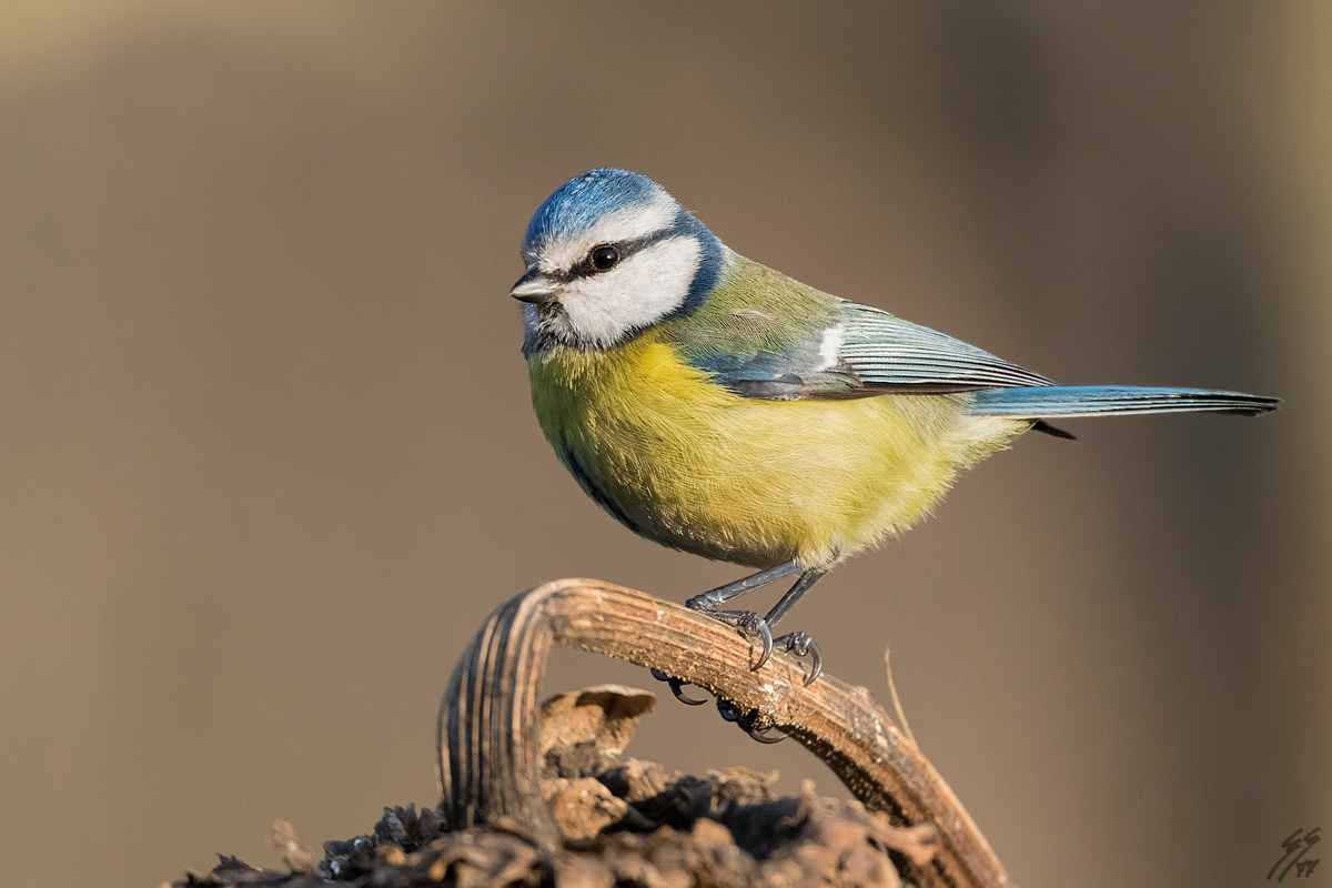 ..cyanistes caeruleu..