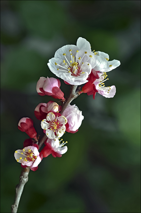 Preludio di primavera (1)