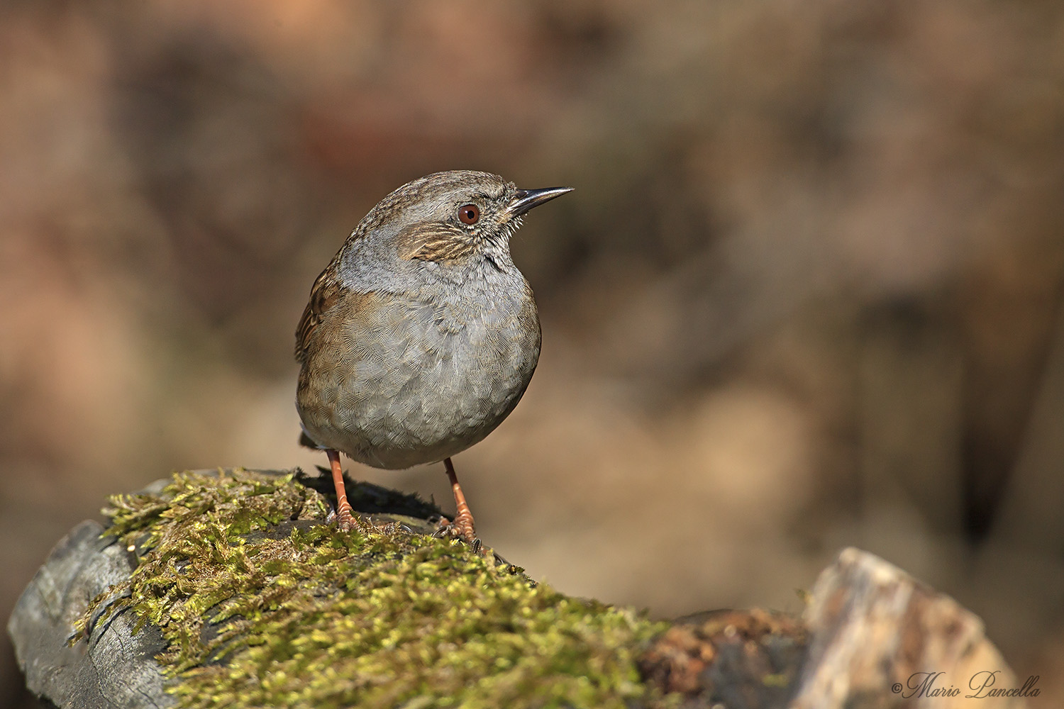 Passera scopaiola (Prunella modularis)