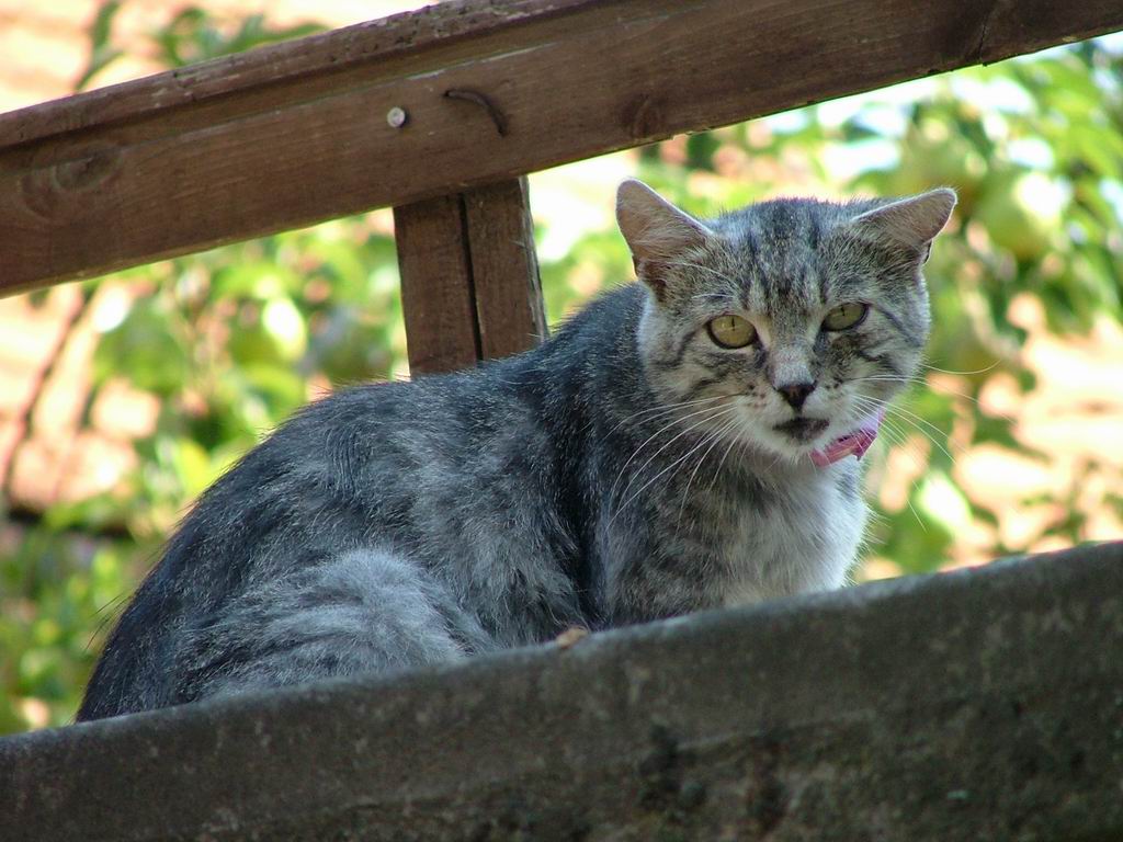 The life is hard, but I'm still standing..