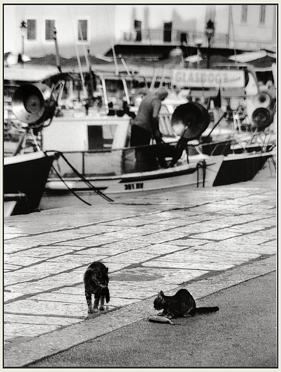 Piccolo pescacciatore!