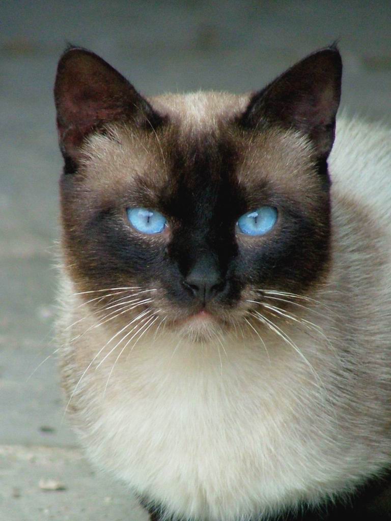 Siamese