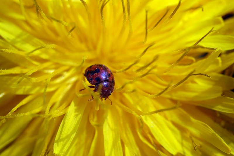 Immersi nel giallo...