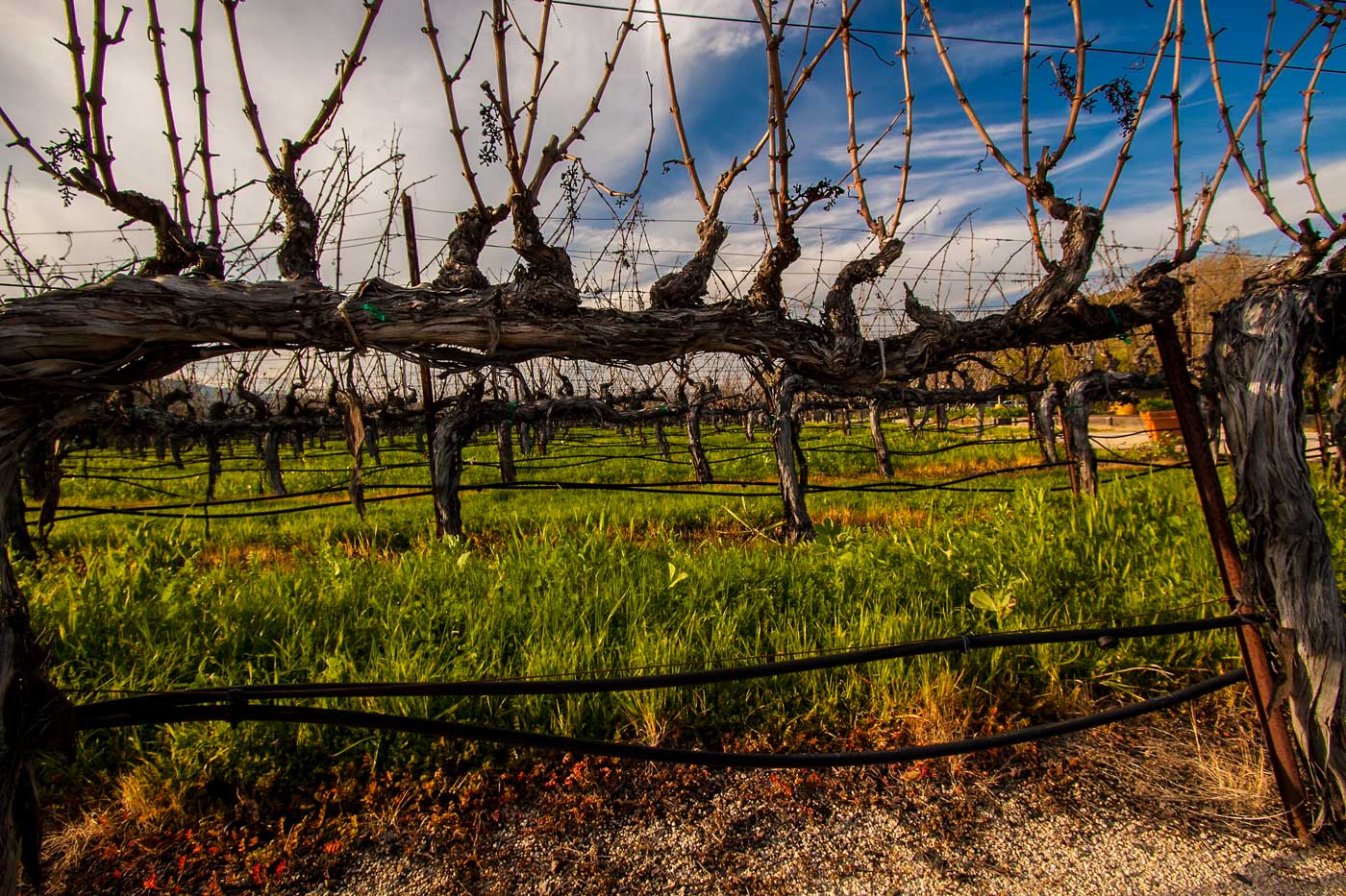 Quelle viti di Napa...