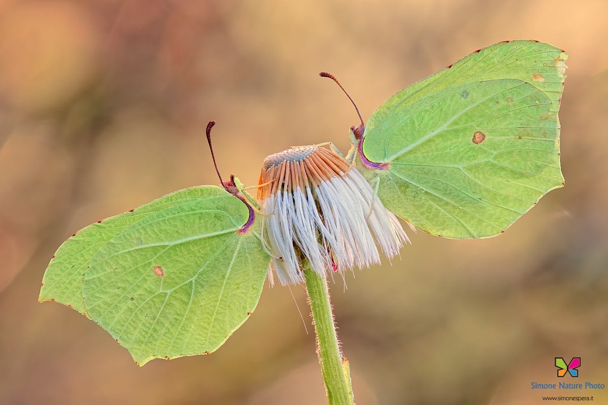 Gonepteryx Rhamni�