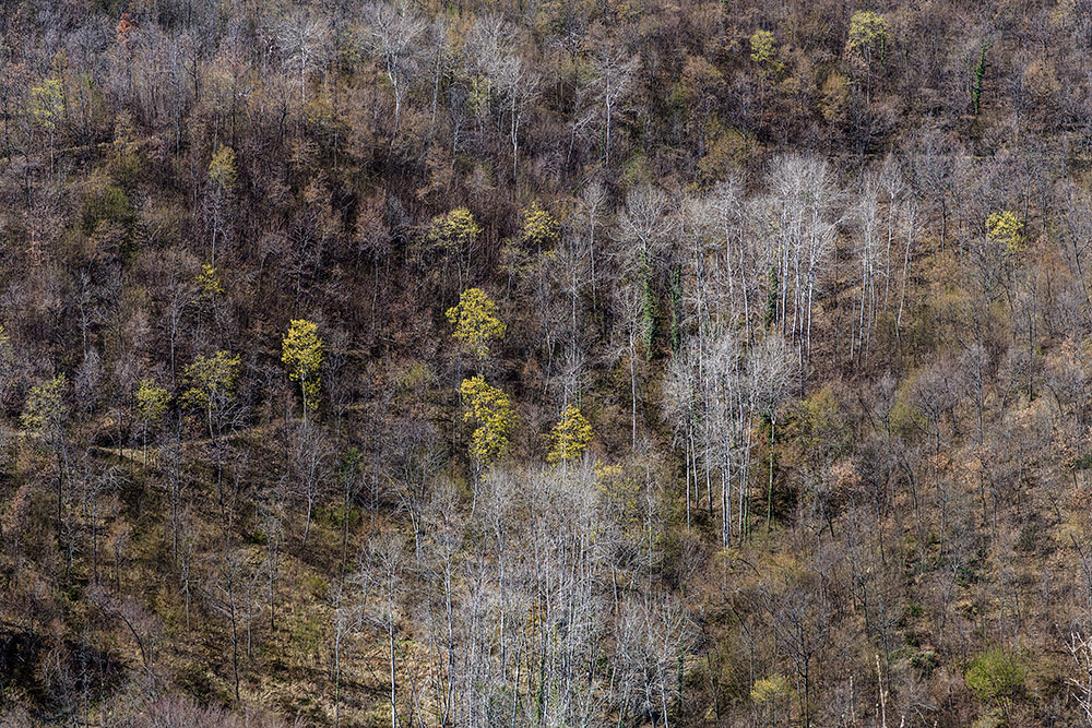 Gemme dell'equinozio