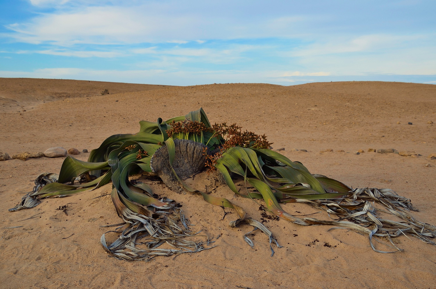Welwitschia Mirabilis