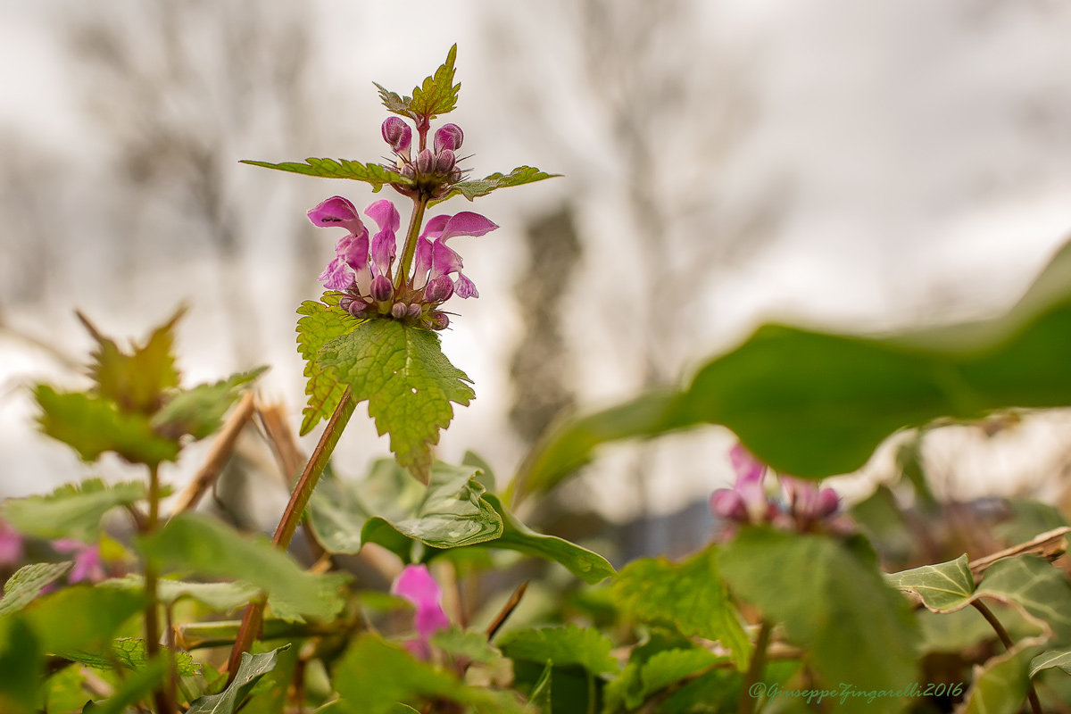 Buongiorno...  "signora ortica"