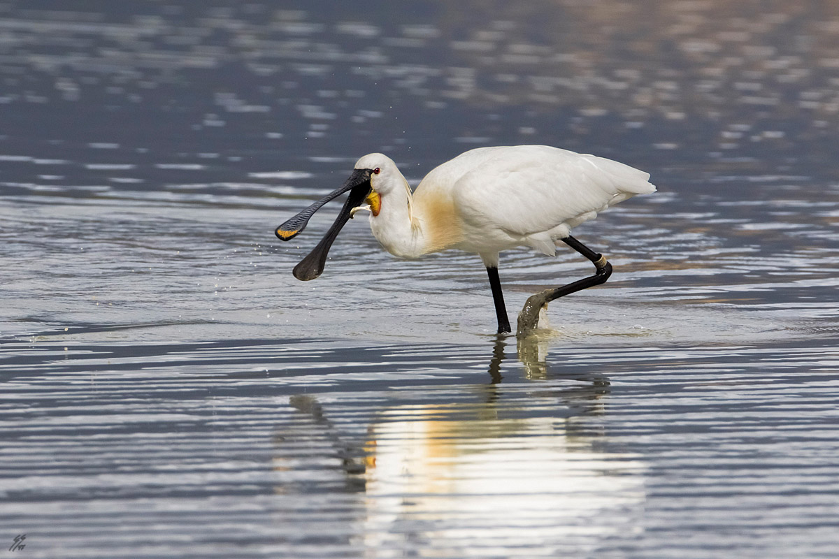 ..platalea leucorodia..