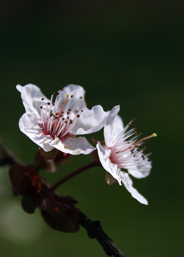 Bentornata primavera