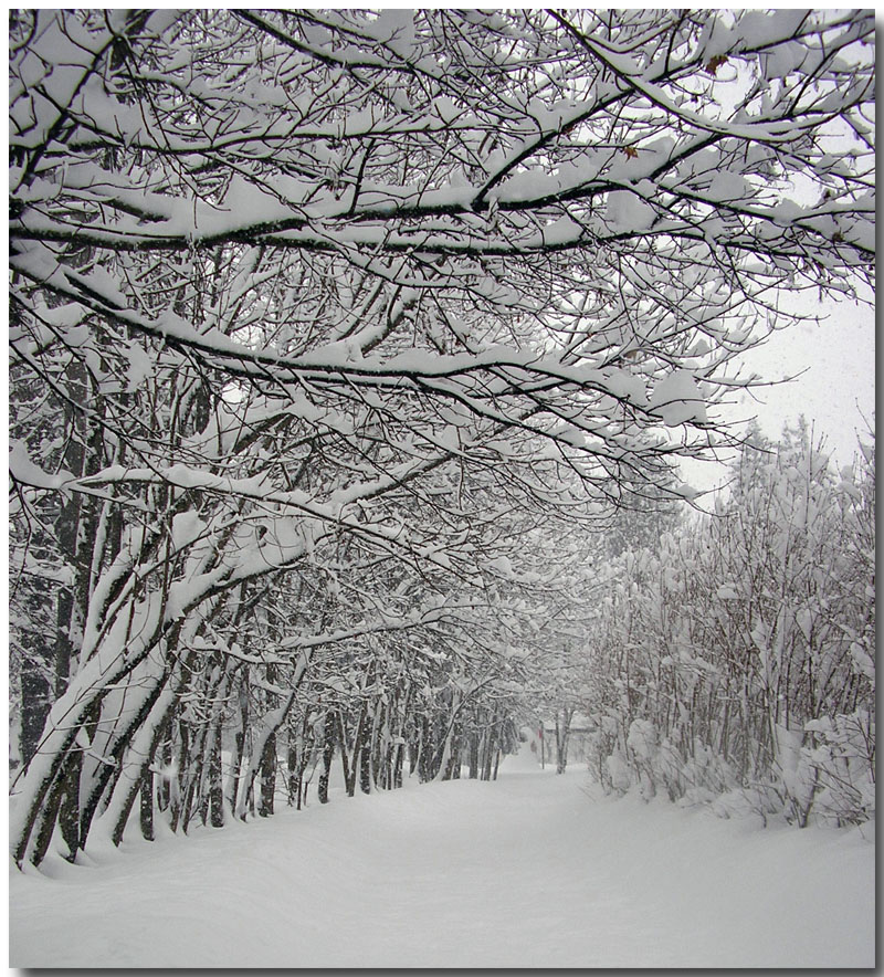 viale innevato 1