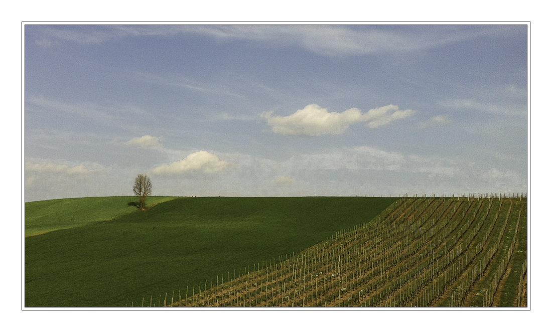 Il rintocco. Le vigne. Nuova versione.