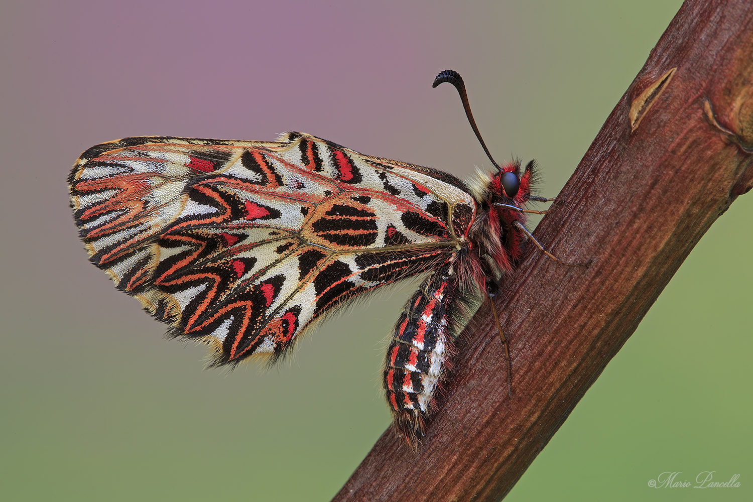 Polissena (Zerynthia polyxena)