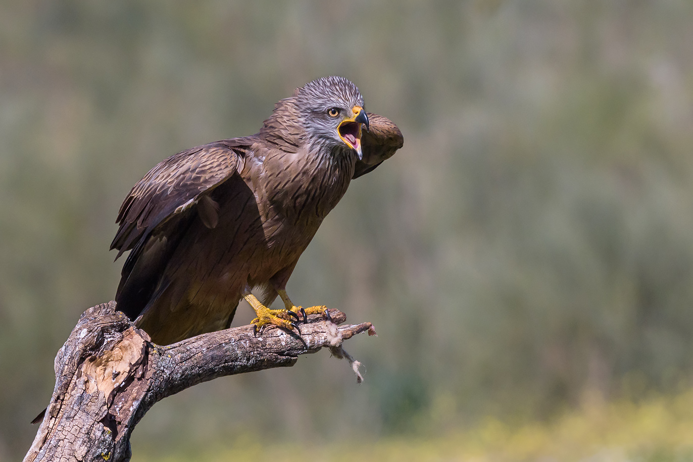 L'urlo del Nibbio bruno