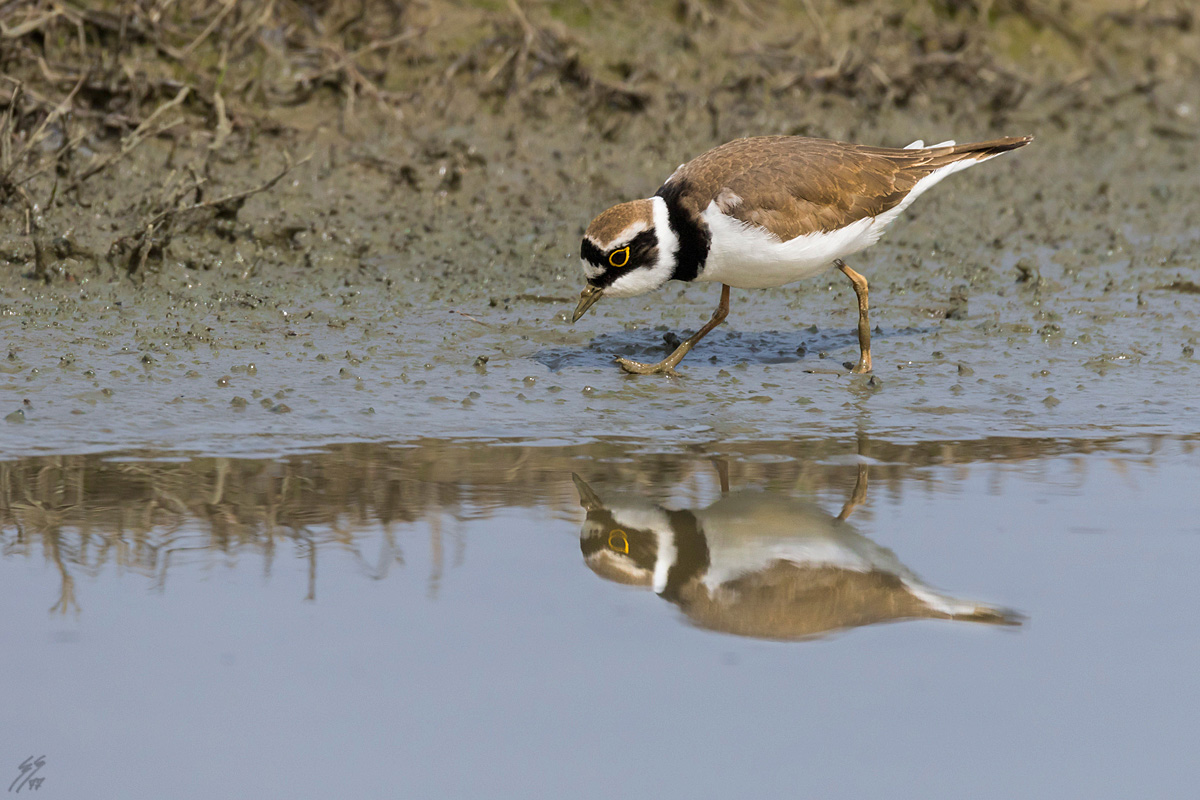 ..corriere piccolo..