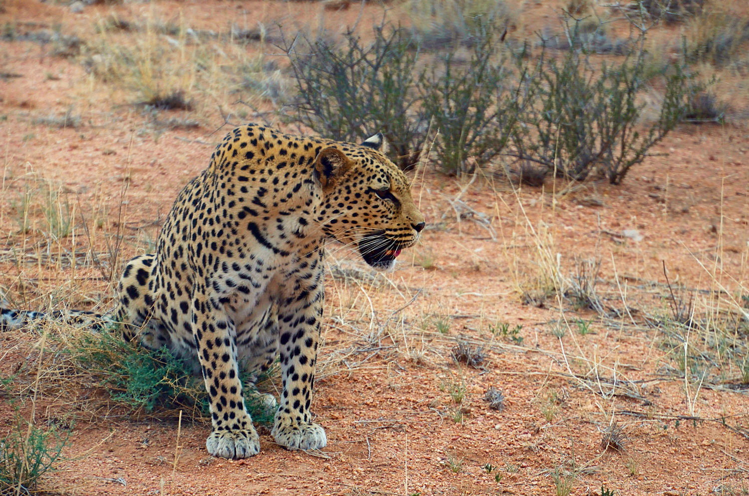 Gattone!!!!non domestico