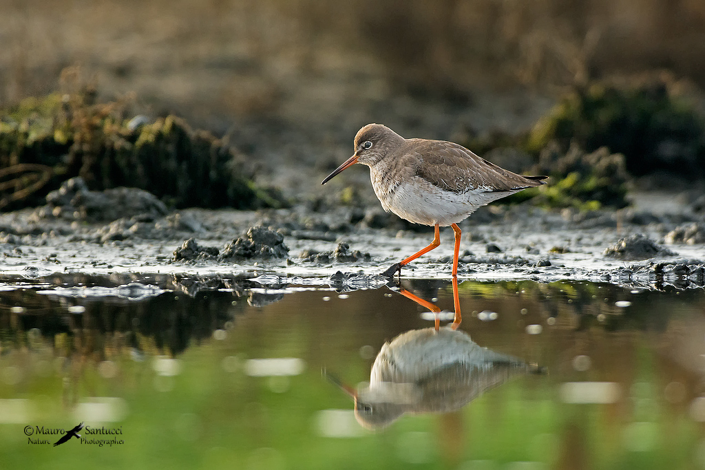 Pettegola_tringa totanus