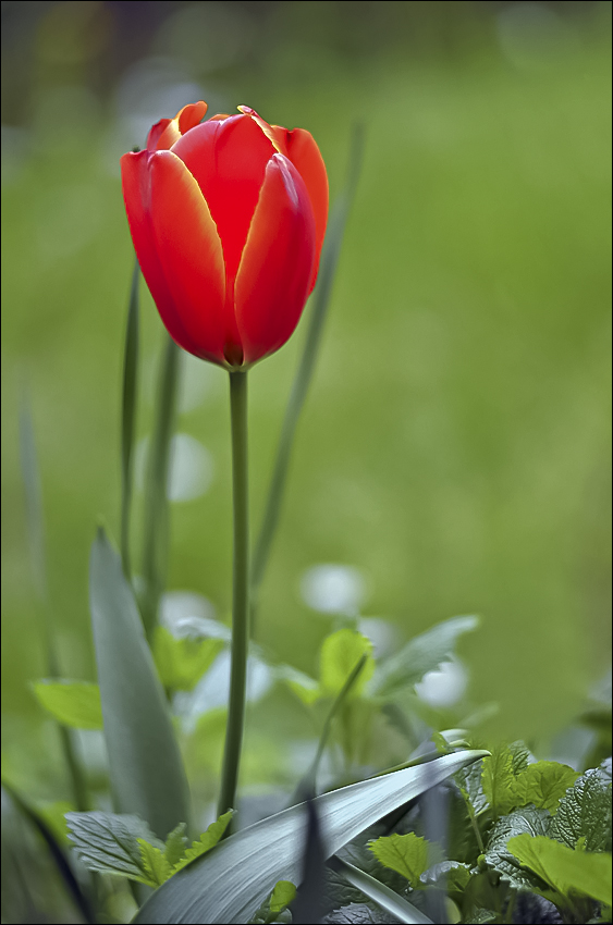 Tulipano