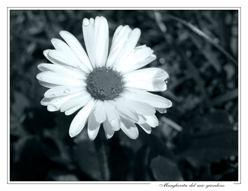 Margherita con goccioline!