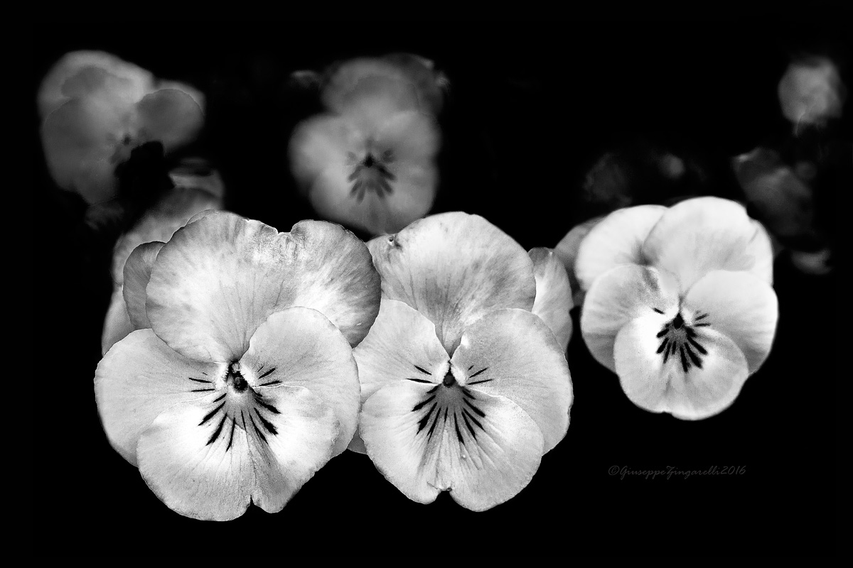 Natura monocromatica