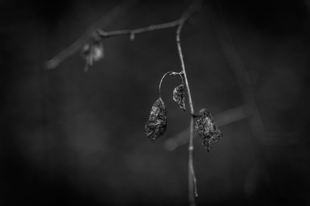 Riflessioni D'inverno